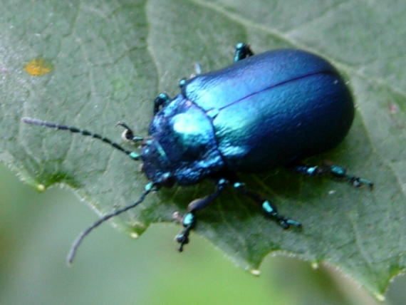 Identificazione coleotteri da Asiago